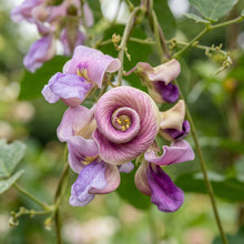 Corkscrew Vine Seeds (Vigna caracalla) – Snail Vine Flower Seeds