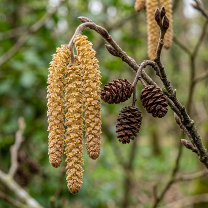Black Alder Seeds (Alnus glutinosa) – Alder Tree Seeds