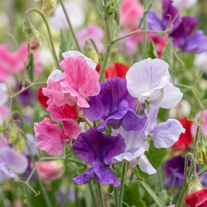 Sweet Pea Seeds (Lathyrus odoratus) – Climbing Sweet Pea Flower Seeds