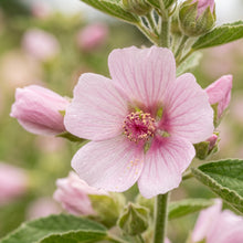 Marshmallow Seeds (Althaea officinalis) – Marshmallow Herb Seeds
