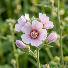 Marshmallow Seeds (Althaea officinalis) – Marshmallow Herb Seeds