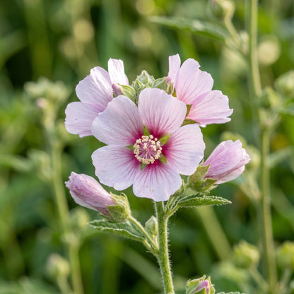 Marshmallow Seeds (Althaea officinalis) – Marshmallow Herb Seeds
