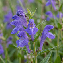 Baical Skullcap Seeds (Scutellaria baicalensis) – Skullcap Herb Seeds