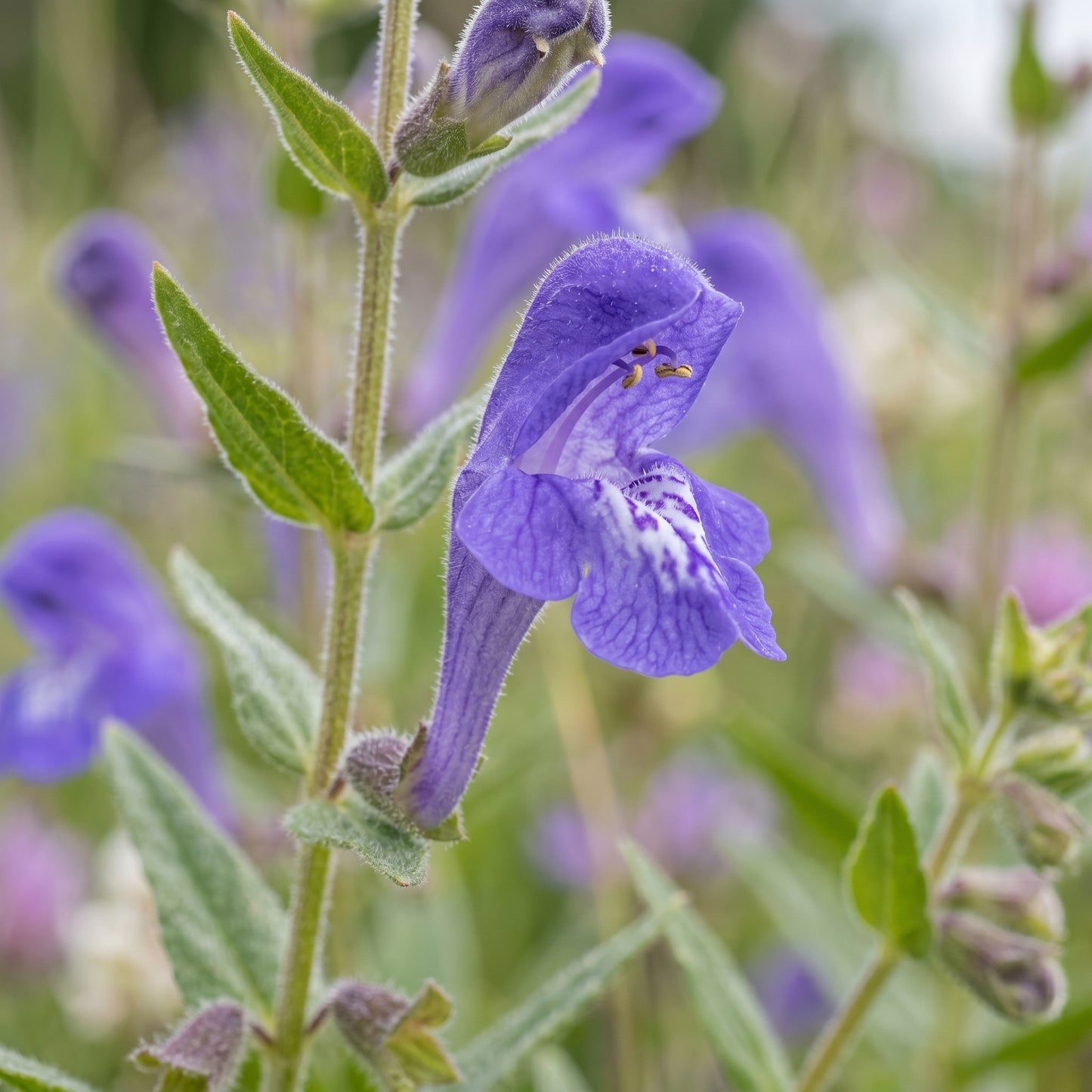 Baical Skullcap Seeds (Scutellaria baicalensis) – Skullcap Herb Seeds