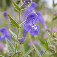 Baical Skullcap Seeds (Scutellaria baicalensis) – Skullcap Herb Seeds