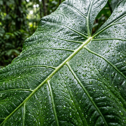 Elephant Ear Bulbs (Colocasia esculenta) – Giant Elephant Ear Plant Bulbs