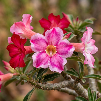 Desert Rose Seeds (Adenium obesum) – Flowering Succulent Seeds