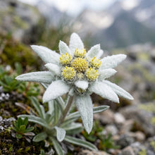 Edelweiss Seeds (Leontopodium alpinum) – Alpine Edelweiss Flower Seeds