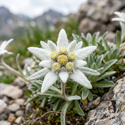 Edelweiss Seeds (Leontopodium alpinum) – Alpine Edelweiss Flower Seeds