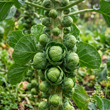 Brussels Sprouts Seeds (Brassica oleracea) – Long Island Brussels Sprouts Seeds