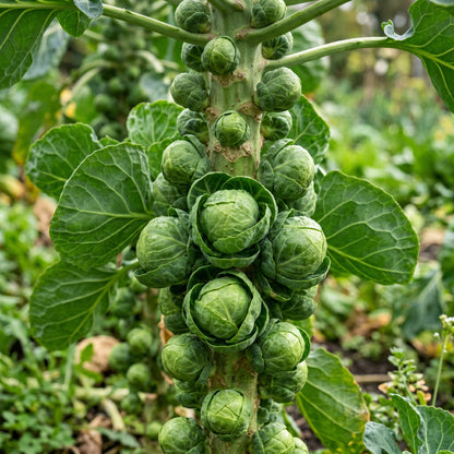Brussels Sprouts Seeds (Brassica oleracea) – Long Island Brussels Sprouts Seeds