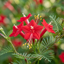 Cardinal Climber Seeds (Ipomoea quamoclit) – Cypress Vine Flower Seeds