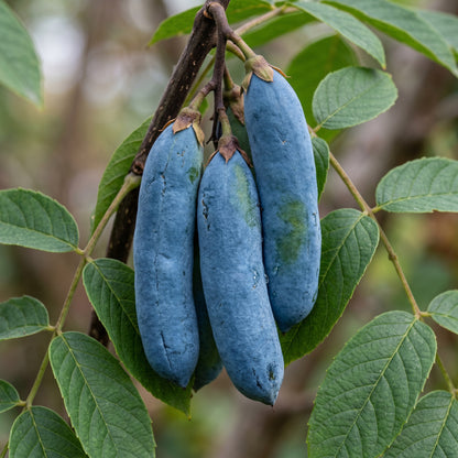 Blue Sausage Fruit Seeds (Decaisnea fargesii) – Himalayan Blue Bean Shrub Seeds