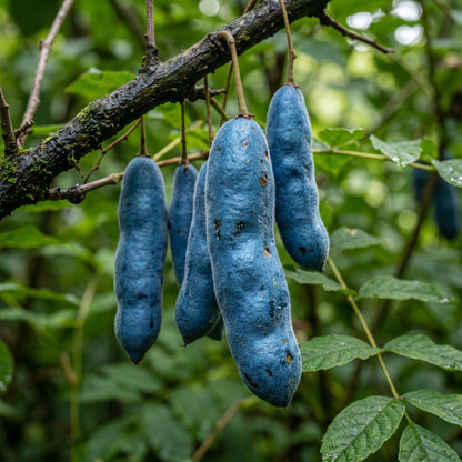Blue Sausage Fruit Seeds (Decaisnea fargesii) – Himalayan Blue Bean Shrub Seeds