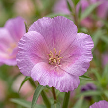 Godetia Seeds (Clarkia amoena) – Cattleya Lilac Flower Seeds