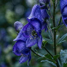 Monkshood Seeds (Aconitum napellus) – Blue Monkshood Flower Seeds