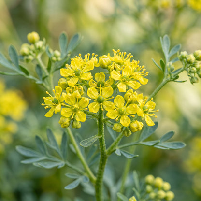 Rue Seeds (Ruta graveolens) – Heirloom Rue Herb Seeds