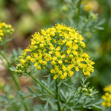 Rue Seeds (Ruta graveolens) – Heirloom Rue Herb Seeds