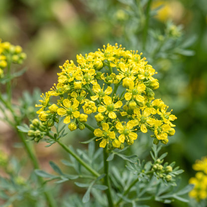 Rue Seeds (Ruta graveolens) – Heirloom Rue Herb Seeds
