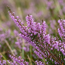Scotch Heather Seeds (Calluna vulgaris) – Purple Pink Heather Shrub Seeds