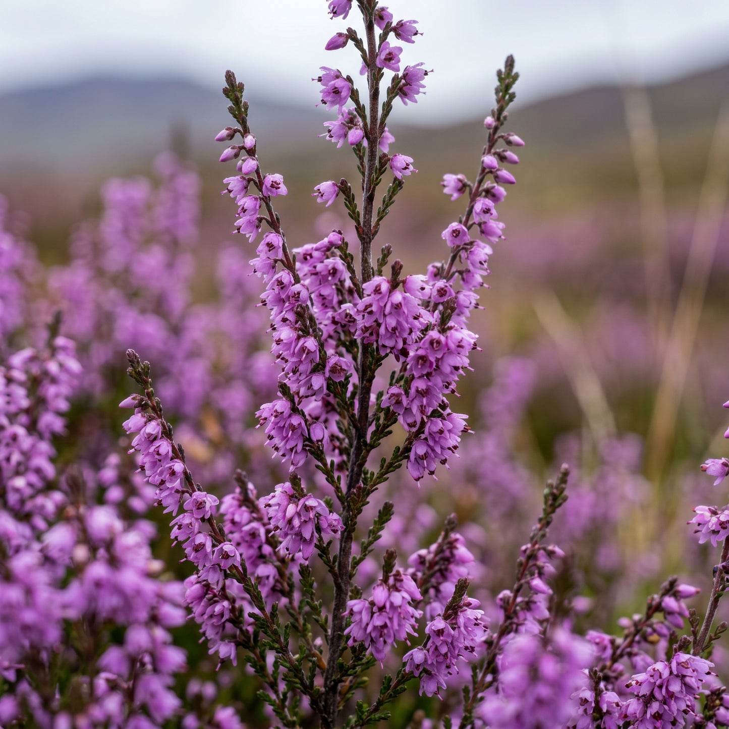 Scotch Heather Seeds (Calluna vulgaris) – Purple Pink Heather Shrub Seeds