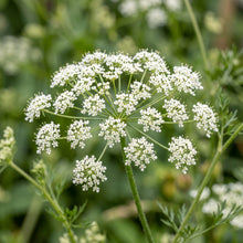 Anise Seeds (Pimpinella anisum) – Sweet Anise Herb Seeds