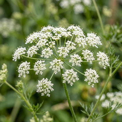 Anise Seeds (Pimpinella anisum) – Sweet Anise Herb Seeds