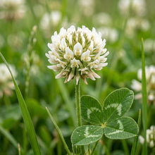 White Clover Seeds (Trifolium repens) – Nitro-Coated Clover Seeds
