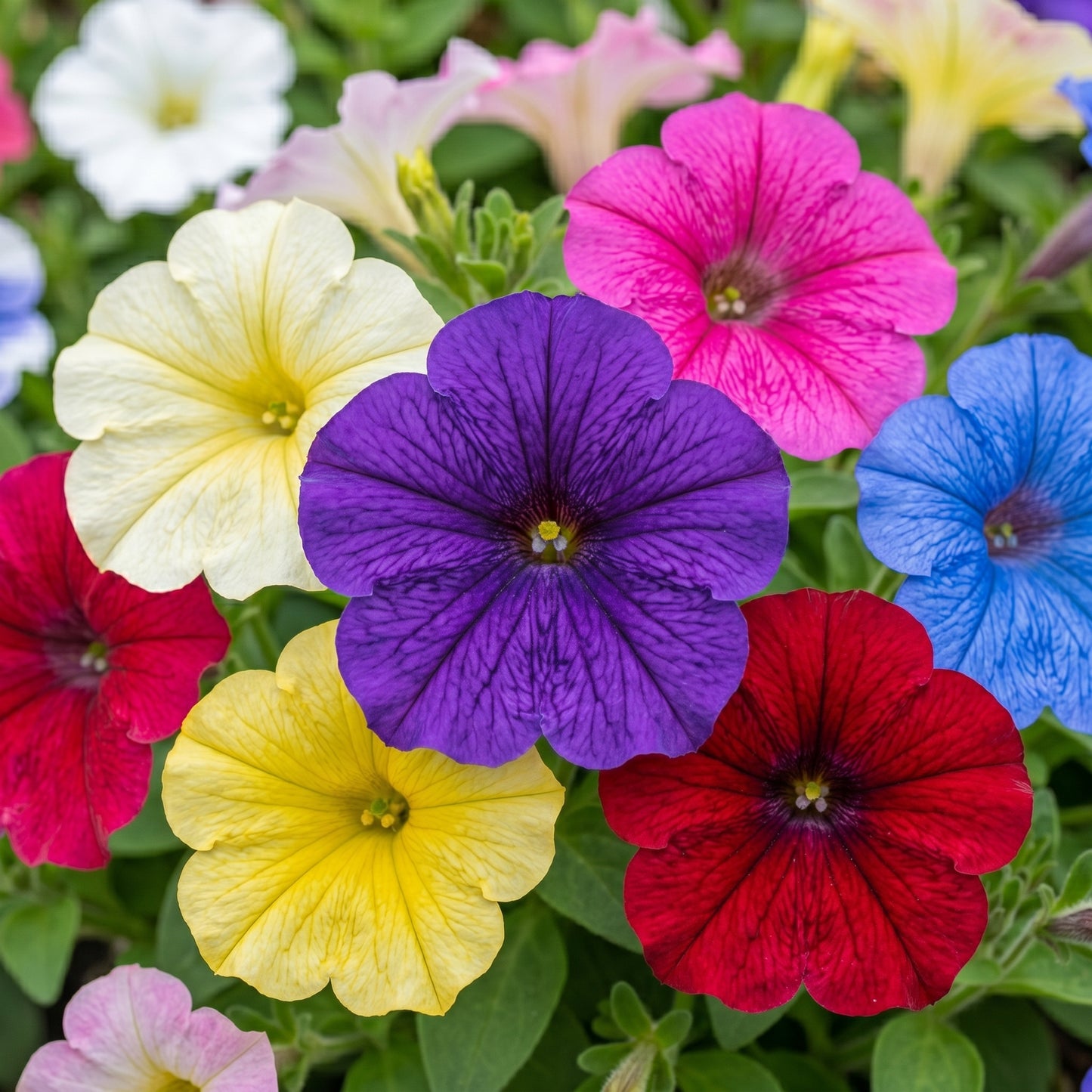 Petunia Seeds (Petunia grandiflora) – Mixed Rainbow Grandiflora Flower Seeds