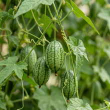 Cucamelon Seeds (Melothria scabra) – Mexican Sour Gherkin Seeds