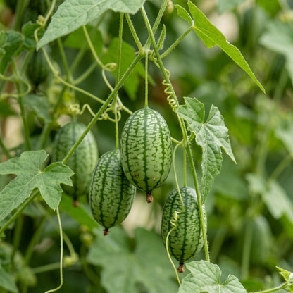 Cucamelon Seeds (Melothria scabra) – Mexican Sour Gherkin Seeds