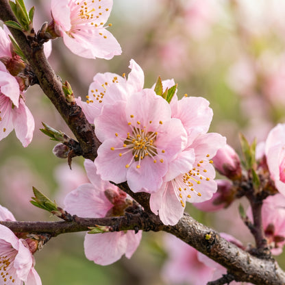 Nectarine Tree Seeds (Prunus persica var. nucipersica) – Hardy Nectarine Fruit Seeds