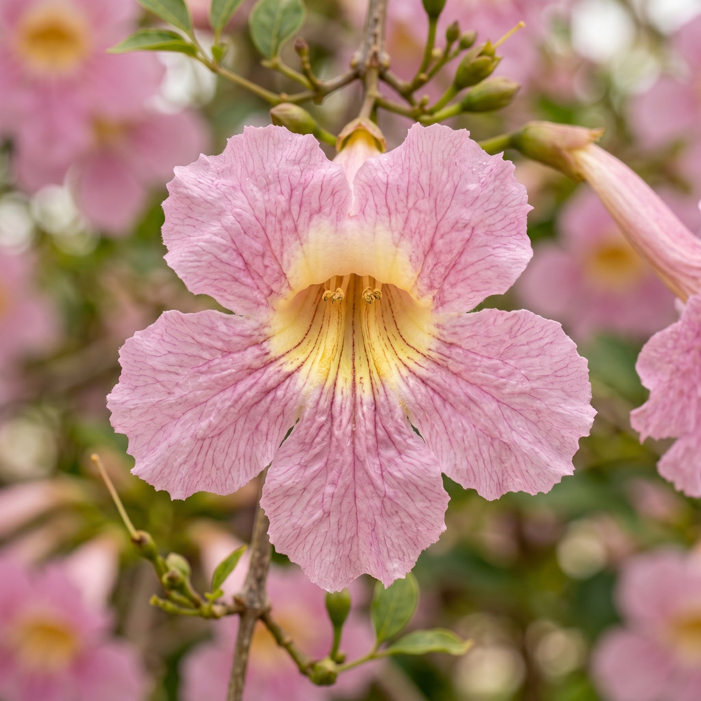 Pink Tabebuia Seeds (Tabebuia rosea) – Pink Trumpet Tree Seeds