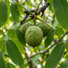 Howard English Walnut Seeds (Juglans regia) – Persian Walnut Tree Seeds