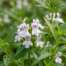 Andrographis Herb Seeds for Outdoor Herbal Garden Planting