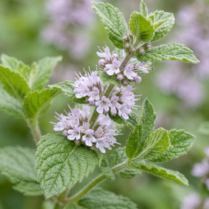 Apple Mint Herb Seeds for Aromatic Garden Planting