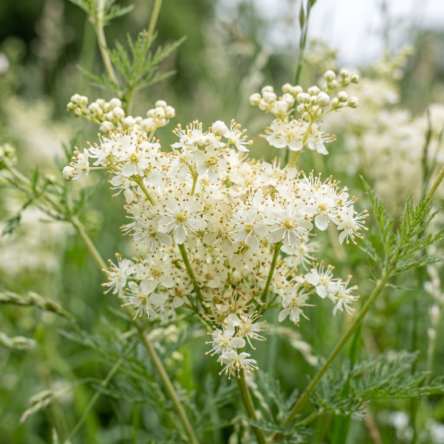 Dropwort Wildflower Seeds for Native Outdoor Garden Planting