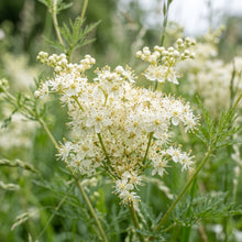 Dropwort Wildflower Seeds for Native Outdoor Garden Planting