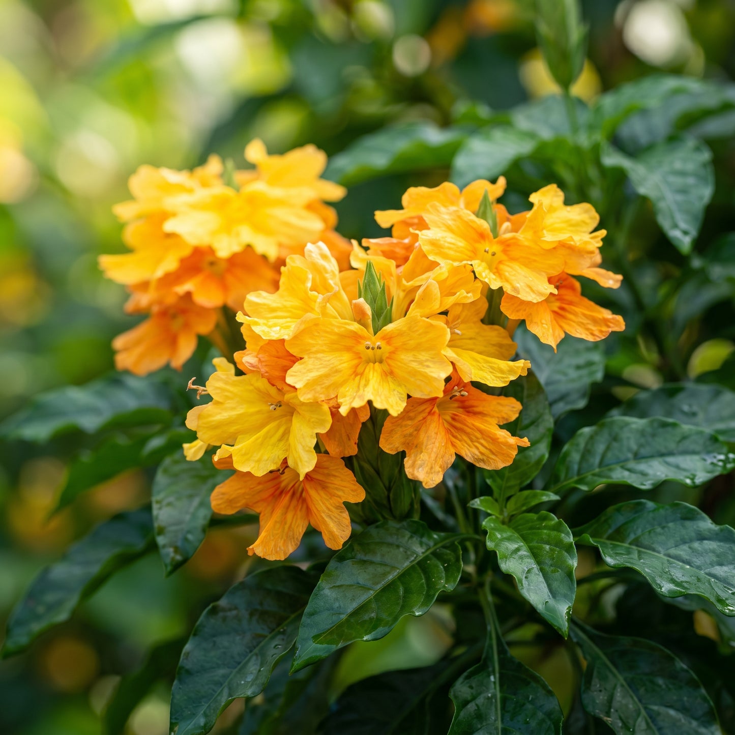 Yellow Splash Firecracker Flower Seeds for Tropical Garden Planting