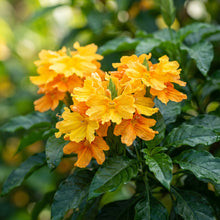 Yellow Splash Firecracker Flower Seeds for Tropical Garden Planting