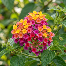 Lantana Camara Seeds for Multicolor Flower Garden Landscaping