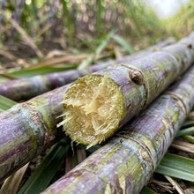 Sugarcane Seeds for Home Garden Planting & Outdoor Growing