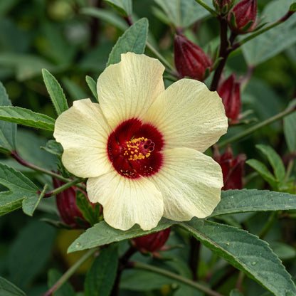Roselle Seeds (Hibiscus sabdariffa) – Jamaican Sorrel Flower Seeds