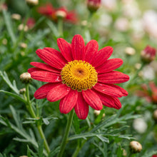 Red Argyranthemum Flower Seeds