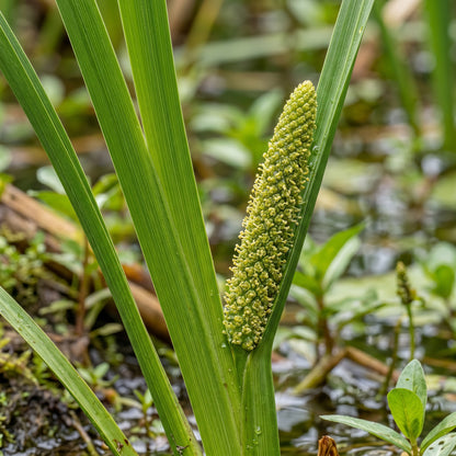 Sweet Flag Acorus Calamus Wetland Grass Seeds