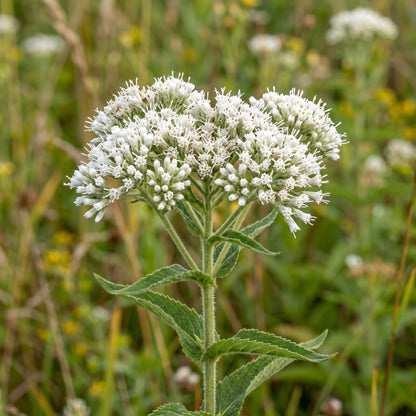 Boneset Eupatorium Perfoliatum Meadow Seeds