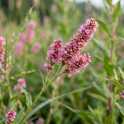 Pennsylvania Smartweed Seeds for Garden Planting