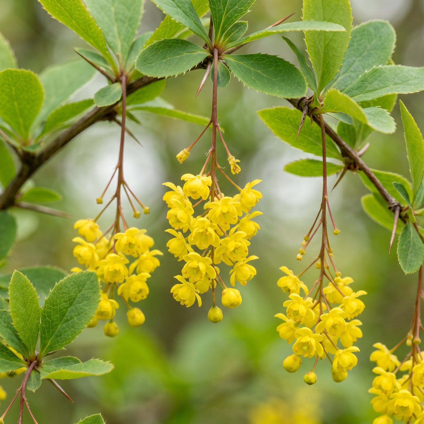 Barberry Berberis Vulgaris Tree Seeds