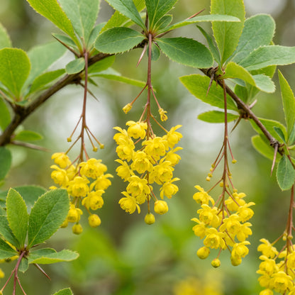 Barberry Berberis Vulgaris Tree Seeds