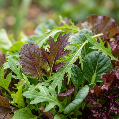 Mesclun Lettuce Seeds for Planting – Mixed Leaf
